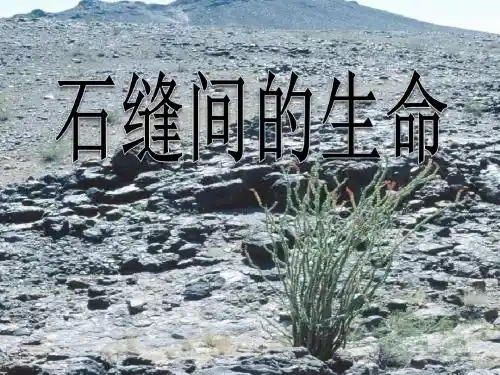 《石缝间的生命》PPT(上课用)3
