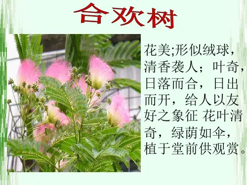 《合欢树》ppt课件