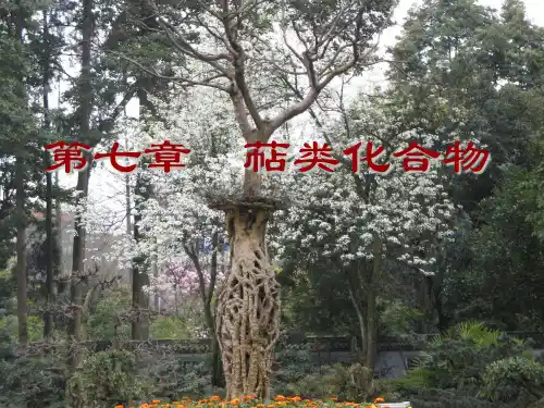 天然产物化学课件第七章萜类