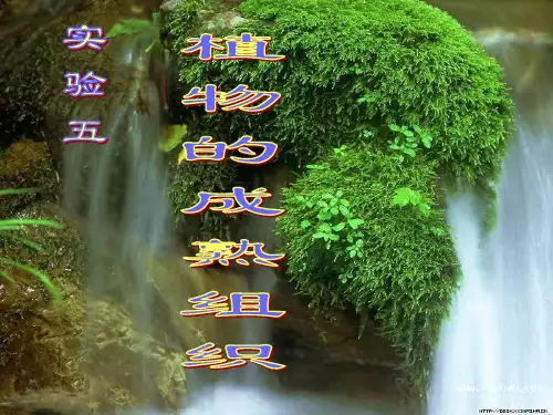 实验五植物的成熟组织
