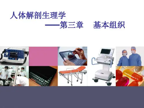 人体解剖生理学-基本组织