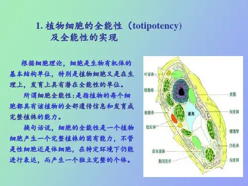 植物组织培养的原理及特点