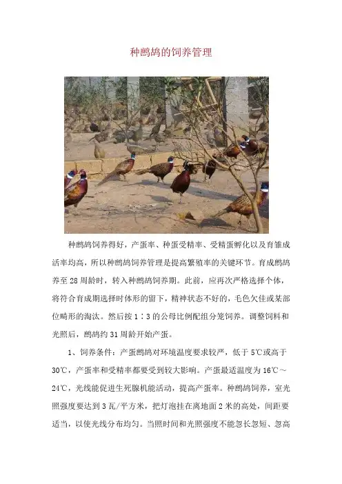 种鹧鸪的饲养管理