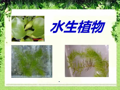 4教科版科学三上《水生植物》PPT课件