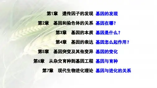 基因分离定律高考一轮复习生物教学课件
