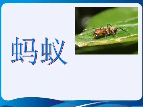 科教版小学科学三年级上册蚂蚁课件