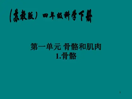 苏教版小学科学四年级下册骨骼ppt课件