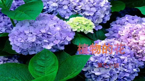 植物的花 科学课件
