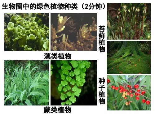 3.1.1藻类、苔藓和蕨类植物(yli)(1)