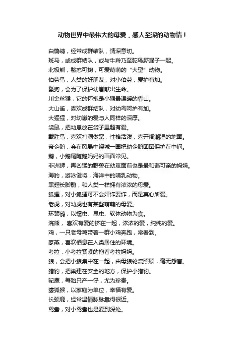 动物世界中最伟大的母爱，感人至深的动物情！