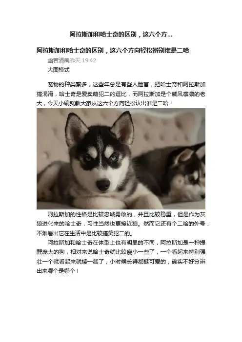 阿拉斯加和哈士奇的区别，这六个方...