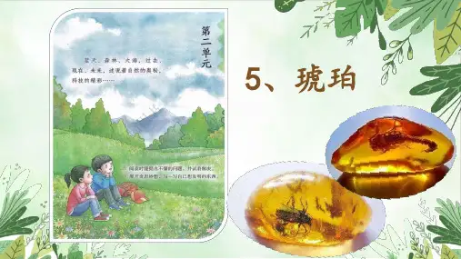 语文 琥珀  课件(共28张PPT)