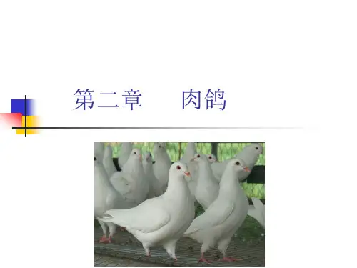 特种经济动物生产学-第二章-肉鸽