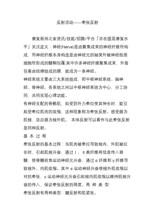反射活动——牵张反射