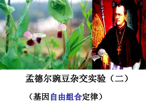 2020-2021学年高一下学期人教版生物必修二1.2孟德尔豌豆杂交实验(二)第2课时-课件