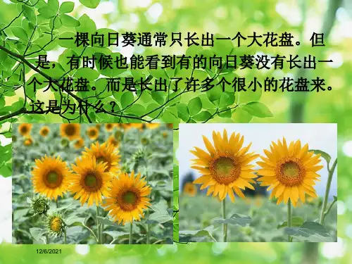 七年级科学下册 1.4《植物的一生》(第2课时)课件浙教级下册自然科学课件