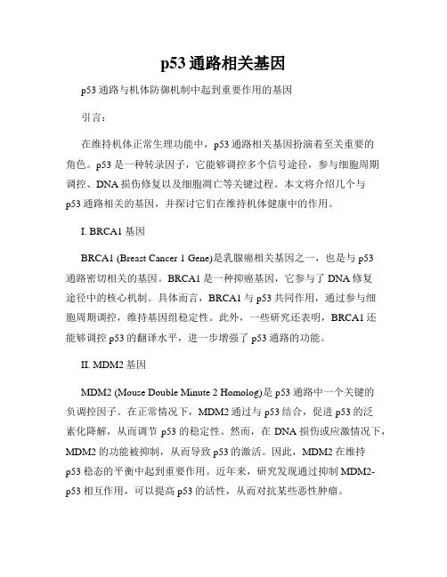 p53通路相关基因
