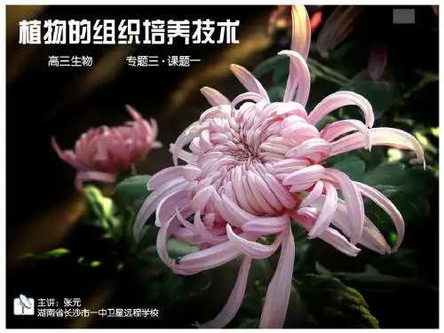 高三生物《专题3_课题1_菊花的组织培养》优质课件