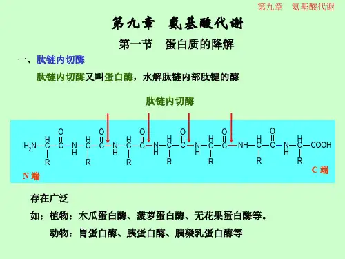 分子生物学氨基酸代谢.ppt