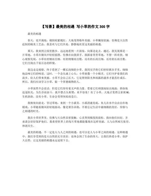 【写景】最美的相遇 写小草的作文300字
