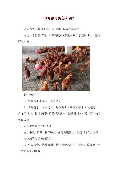 肉鸡腺胃炎怎么治？