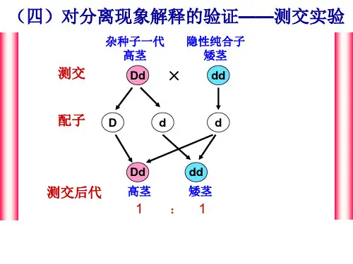 孟德尔分离定律解题思路