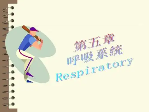 运动解剖学第五章呼吸系统