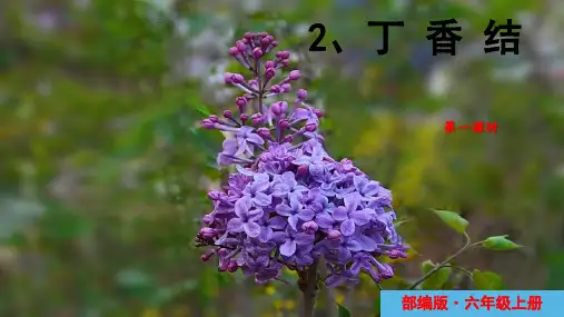 部编版六年级语文上册2丁香结两课时课件(共44张PPT)