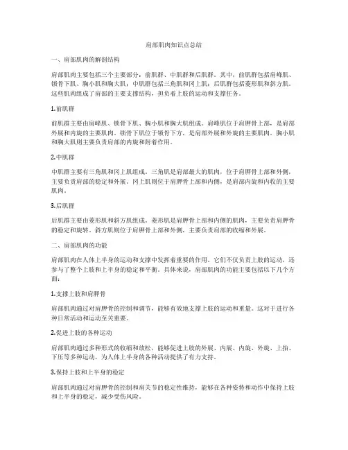 肩部肌肉知识点总结