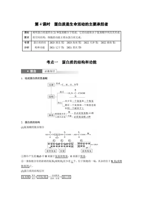 第一单元 第4课时 蛋白质是生命活动的主要承担者-2025年高考生物大一轮复习资料