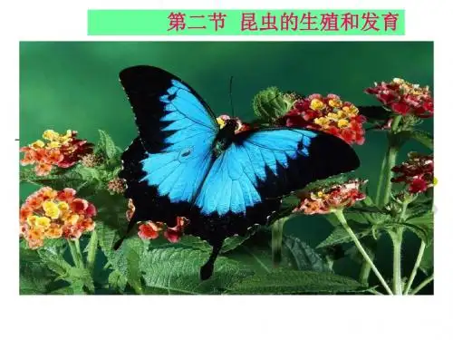 人教版八下第七单元第一章第二节昆虫的生殖和发育(共42张PPT)