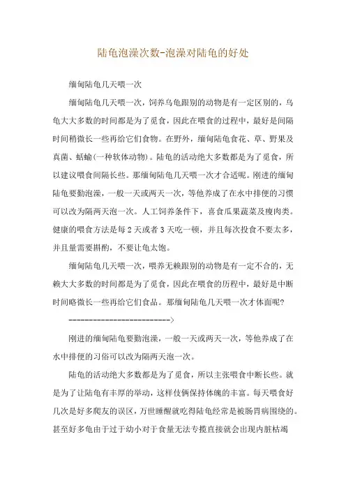 陆龟泡澡次数-泡澡对陆龟的好处