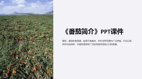 《番茄简介》课件