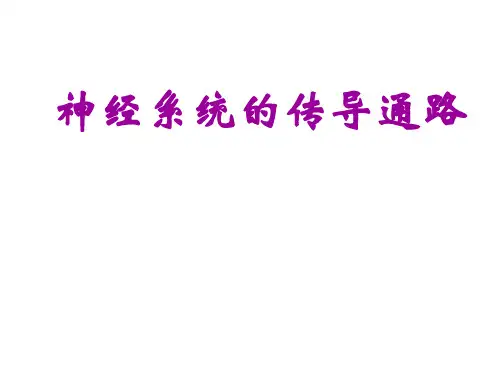 神经系统的传导通路