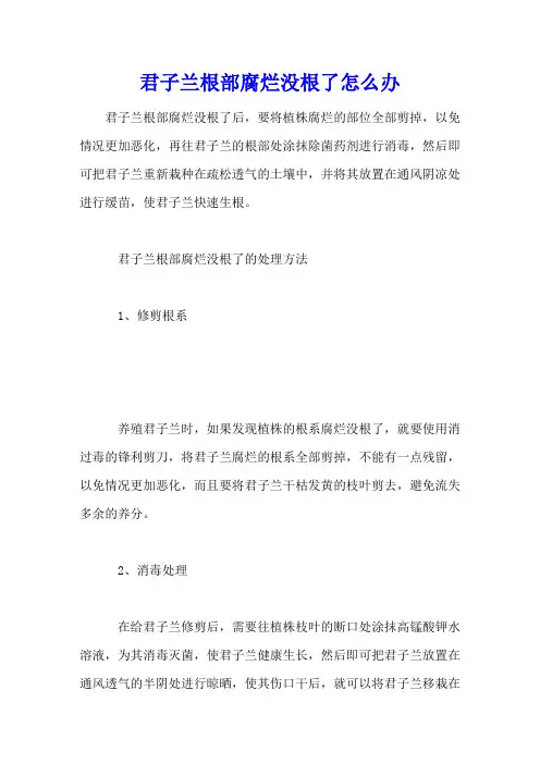 君子兰根部腐烂没根了怎么办