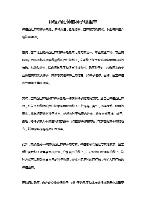 种植西红柿的种子哪里来