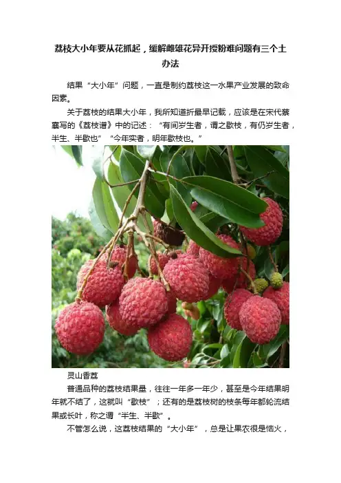 荔枝大小年要从花抓起，缓解雌雄花异开授粉难问题有三个土办法