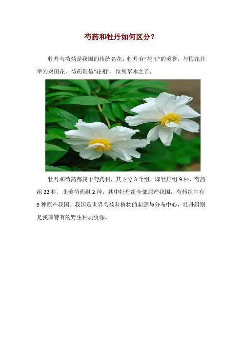 芍药和牡丹如何区分？