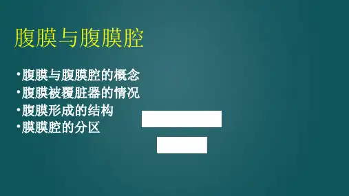3.2.2腹膜与腹膜腔