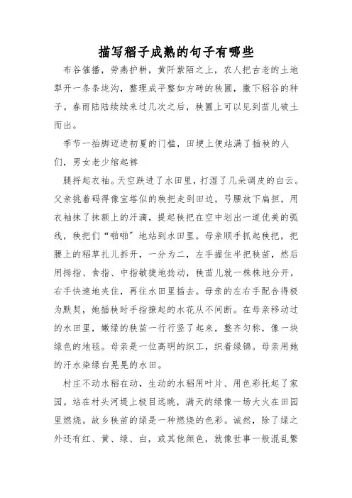 描写稻子成熟的句子有哪些