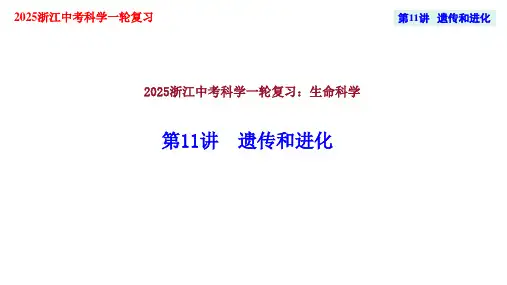 2025年浙江省中考科学一轮复习课件：第11讲遗传和进化 