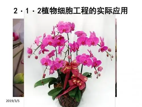 2.2 植物细胞工程的实际应用