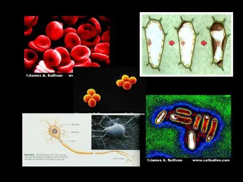 【高中生物】生命的结构ppt