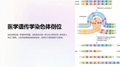 医学遗传学染色体倒位