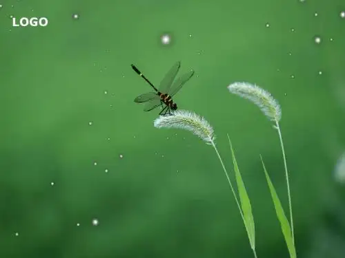 绿色清新风格PPT模板