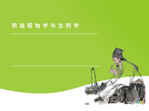 药用植物学与生药学黄连说ppt课件