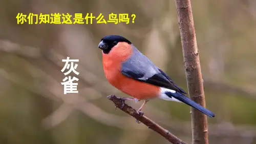 【部编本】语文三级上册《灰雀》公开课课件