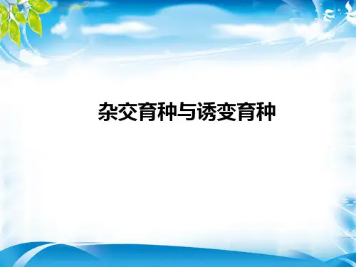 必修二第6章第1节杂交育种与诱变育种31PPT[优秀课件资料]