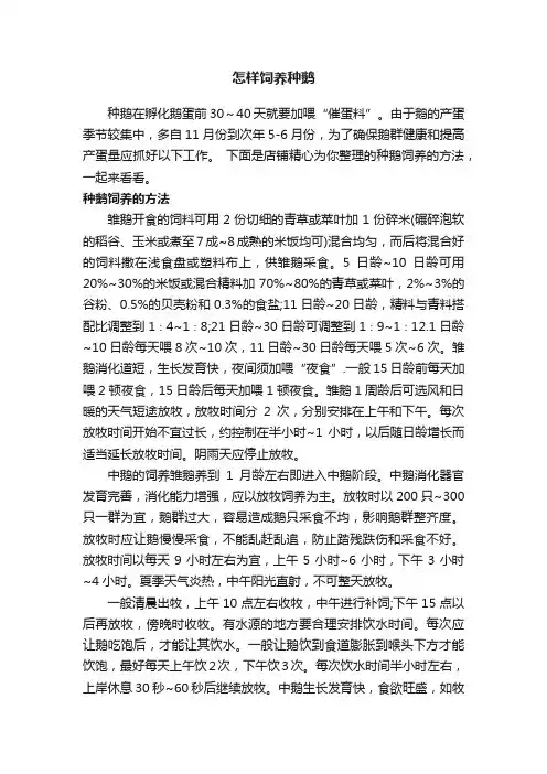 怎样饲养种鹅