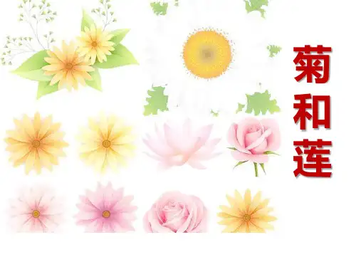 《菊和莲》PPT课件
